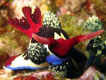 Photo:  beautiful nudibranch